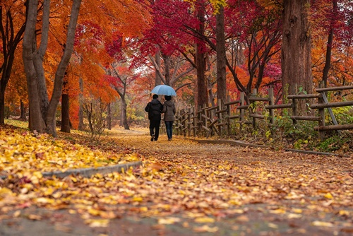 숲길 산책이 주는 마음 건강 효과와 치유의 힘